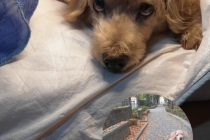 크림푸들 무료분양