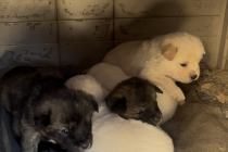 강아지 3마리중 2마리 분양합니다.