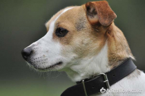 잭 러셀 테리어 [Jack Russel Terrier]