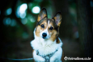 웰시코기 [Welsh Corgi]