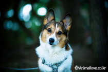 웰시코기 [Welsh Corgi]