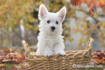 웨스트 하이랜드 화이트 테리어 [West Highland White Terrier]