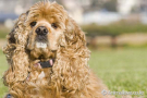 아메리칸 코카 스파니엘 [American Cocker Spaniel]