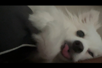 4살 여아 폼피츠 분양보내요..