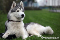 시베리안 허스키 [Siberian Husky]