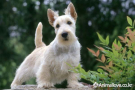 스코티시 테리어 [Scottish Terrier]
