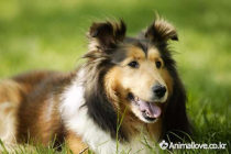 셰틀랜드 쉽독 [Shetland Sheepdog]