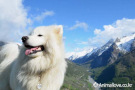 사모예드 [Samoyed]