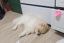 포메라니언 순종 입양