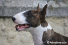 불 테리어 [Bull Terrier]