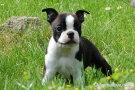 보스턴 테리어 [Boston Terrier]