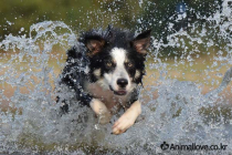 보더 콜리 [Border Collie]