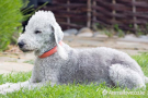 베들링턴 테리어 [Bedlington Terrier]