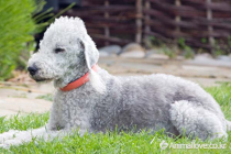 베들링턴 테리어 [Bedlington Terrier]