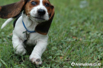 바셋 하운드 [Basset Hound]