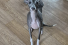 2살된 이탈리안그레이하운드 분양 보냅니다
