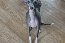 2살된 이탈리안그레이하운드 분양 보냅니다