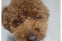 푸들 남아
