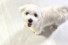 강아지에 좋은 주인이 되어줄분을 찿습니다