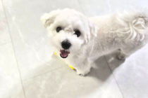 강아지에 좋은 주인이 되어줄분을 찿습니다