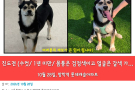 강아지를 찾습니다