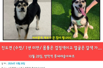 강아지를 찾습니다
