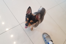 치와와 남아 무료분양합니다.